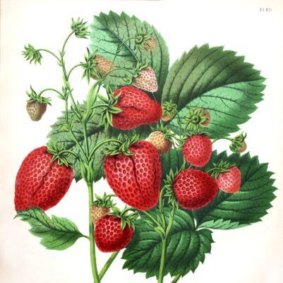 Tijdelijke expositie ‘Van aardbeziën tot zomerkoninkjes’