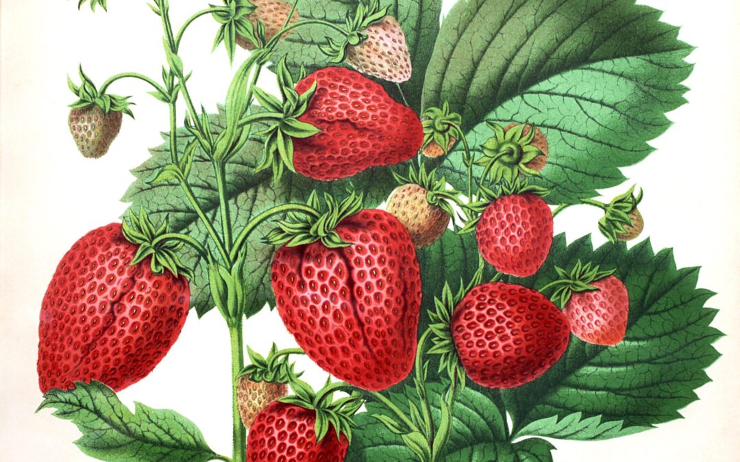 Tijdelijke expositie ‘Van aardbeziën tot zomerkoninkjes’