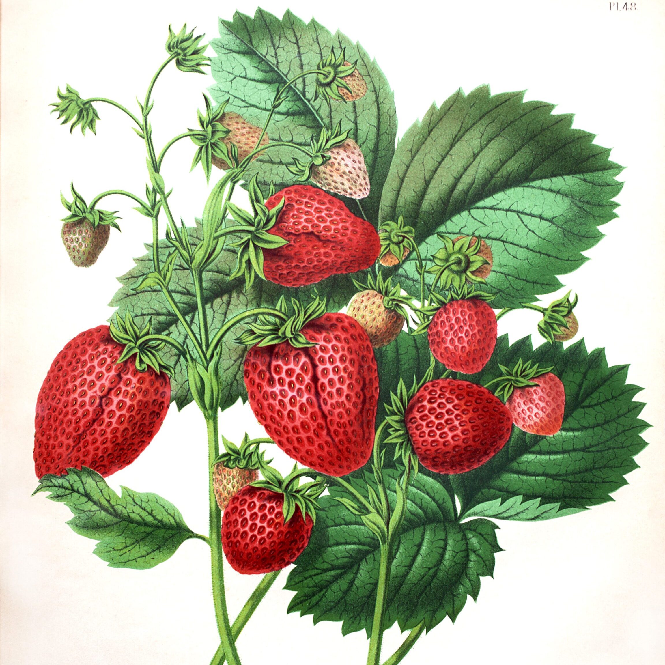 Tijdelijke expositie ‘Van aardbeziën tot zomerkoninkjes’