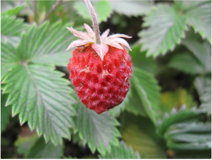 Ontdek zelf het DNA van aardbeien